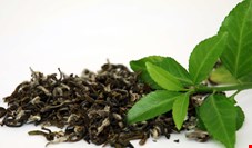 خرید تضمینی برگ سبز چای از چایکاران آغاز شد