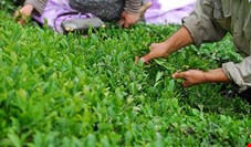  کاهش ۴۵ درصدی صادرات چای ایرانی در دولت روحانی 