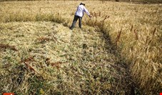 تولید گندم ایران در سال ۲۰۱۴ ، 10 درصد کاهش یافت