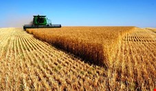 کشت گندم در سال آینده بسیار پایین‌تر از امسال خواهد بود/ واردات گندم قطعا افزایش خواهد یافت
