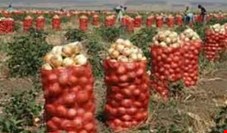 پرداخت فوری پول خرید تضمینی پیاز