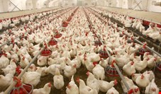 17 استان کشور گرفتار آنفلوانزا فوق حاد پرندگان هستند/ 26 میلیون قطعه مرغ تخم گذار وگوشتی معدوم شدند