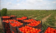 پاکستان ۴۵۰۰ تن گوجه فرنگی از ایران وارد میکند
