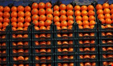 رئیس اتحادیه میوه و تره‌بار: قیمت پرتقال به 4500 تومان رسید