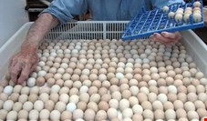 دبیر کانون سراسری مرغ تخم‌گذار: ترکیه در بازار تخم مرغ جای ایران را گرفت