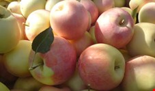 سازمان تعاونی روستایی سیب درختی را کیلویی 350 تومان خرید/ دولت به وارد کنندگان موز تسهیلات می دهد!
