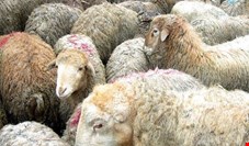 واکنش رئیس اتحادیه گوشت به  واردات گوشت از استرالیا؛ دامداران  متضرر می‌‌شوند