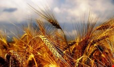  ایران سیزدهمین تولیدکننده بزرگ گندم در جهان است + نمودار