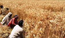 روایت عضو خانه کشاورز از توجیه وزیر کشاورزی برای ممنوعیت واردات برنج