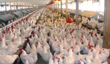  آنفلوانزای پرندگان 17 میلیون قطعه مرغ را تلف کرد