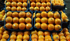 واردات چند هزار تن پرتقال یخ زده ترکیه‌ای به ایران!
