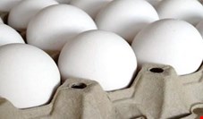بیش از 90 درصد واحدهای تولید تخم مرغ در استانهای تهران، البرز و قزوین از بین رفت/ تخم مرغ داخلی ارزان‌تر است وارد کنندگان رقبتی برای واردات ندارند