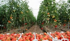 200 هزار تن گوجه فرنگی اضافی در بازار/ پرتقال آفریقایی 3 برابر ایرانی!