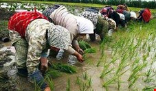 در نیمه اول امسال بیشتر از حد نیاز برنج وارد شده ولی بازهم می‌خواهند وارد کنند/ آزاد شدن رسمی واردات برنج کشاورز را نابود می‌کند
