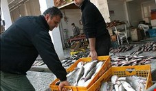 برنامه وزارت جهاد کشاورزی برای واردات ماهی ارزان قیمت در عین رشد و حمایت از تولید داخلی/ شیلات مانع اصلی!