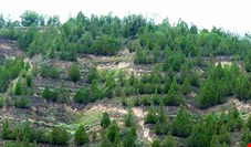 یک میلیون هکتار از جنگل های هیرکانی مدیریت حفاظتی می شود