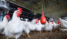  ۸۰ درصد تولید جوجه‌ یک‌روزه مرغ کشور در دست سازمان اقتصادی کوثر/ اطلاعات اقتصادی شرکت‌های اقتصادی بنیاد شهید به سختی یافت می‌شود!
