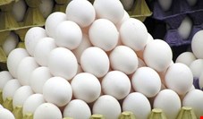 آغاز عرضه تخم مرغ شانه‌ای ۳۴۰۰۰ تومان