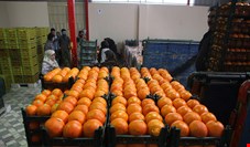 آغاز خرید ۴۰ هزار تن پرتقال مازندران برای شب عید