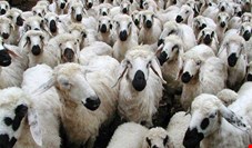 قیمت گوسفند زنده برای عید قربان