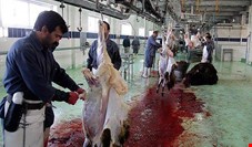 افزایش ۸۸ درصدی کشتار گوسفند و بره در کشتارگاه‌های کشور طی خرداد ۱۴۰۰