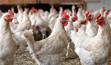 کاهش ۴۰ درصدی مصرف مرغ با شیوع بیماری کرونا/ صادرات مرغ تا ۱۰ روز دیگر آغاز می‌شود