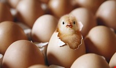 صادرات ۴۴٠٠ تن جوجه یک‌روزه و تخم‌مرغ نطفه‌دار در اوج بحران کمبود گوشت مرغ