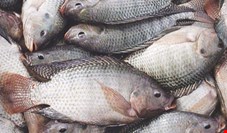میزان مصرف ماهی در ۷ سال گذشته ۵۰ درصد کاهش یافته است