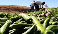  خیار روی دست کشاورزان باد کرد/کاهش قیمت خرید خیار به ۲۰۰ تومان