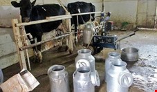 تولید ۲.۶ میلیون تن شیر طی ۶ ماهه اول سال ١٣٩٨