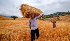 پیش‌بینی تولید ۹ میلیون تن گندم در سال جاری زراعی