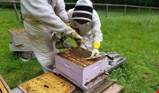 امسال ۱۱۲ هزار تن عسل در کشور تولید شد