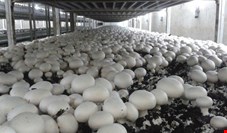  کاهش ۲۰ درصدی صادرات قارچ با شیوع کرونا