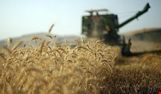 پیش‌بینی تولید ۱۲.۵ میلیون تن گندم در سال جاری