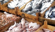 سهم مصرف گوشت ماهی هر ایرانی ۱۳ کیلوگرم در سال است