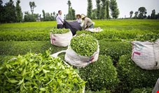 رشد ۳۸ درصدی صادرات چای ایرانی