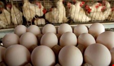 تا پایان سال ۱۸۰ هزار تن مرغ و تخم مرغ صادر می‌کنیم