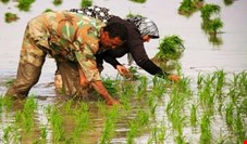 ممنوعیت کشت برنج به شرط موافقت شورای آب هر استان لغو شد 