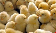 گرانی دارو و واکسن مرغداران را با مشکل موجه کرده است