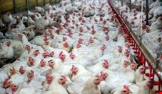 توزیع کمتر از نرخ مصوب مرغ بیانگر عدم کشش بازار و مازاد تولید است