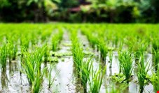 دلالان برنج‌ها را در زمان برداشت از کشاورزان می خرند