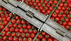 صادرات ۴۷۶ میلیون دلاری گوجه‌فرنگی و رب در ۱۱ ماهه