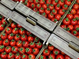 صادرات ۴۷۶ میلیون دلاری گوجه‌فرنگی و رب در ۱۱ ماهه