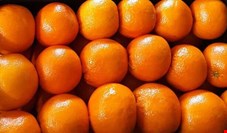 از ۷۰۰ هزار تن پرتقال مازاد فقط ۳۰۰ هزار تن آن صادر می‌شود