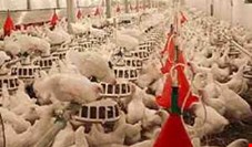 دبیر انجمن جوجه یک‌روزه: صنعت مرغ به سمت ورشسکته شدن می‌رود