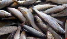 معاون سازمان شیلات: آبزی‌پروری با پروژه پرورش ماهی در قفس‌ دریایی آغاز می‌شود