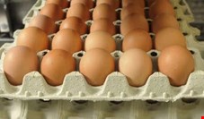 "سالانه 912 هزار تن تخم مرغ در کشور تولید می‌شود"