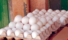 دبیر کانون پرورش دهندگان مرغ تخم‌گذار:  شایعات تخم‌مرغ را 300 تومان گران  کرد