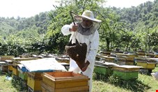 یک دهم زنبورهای عسل تحت پوشش صندوق بیمه محصولات کشاورزی هستند