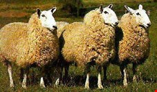 رئیس مرکز اصلاح نژاد و بهبود تولیدات دامی: نژاد جدید گوسفند به زودی معرفی می‌شود